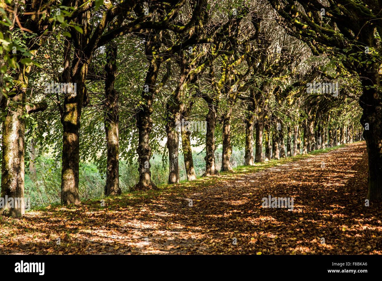 Coutryside road lined up with trees. Stock Photo