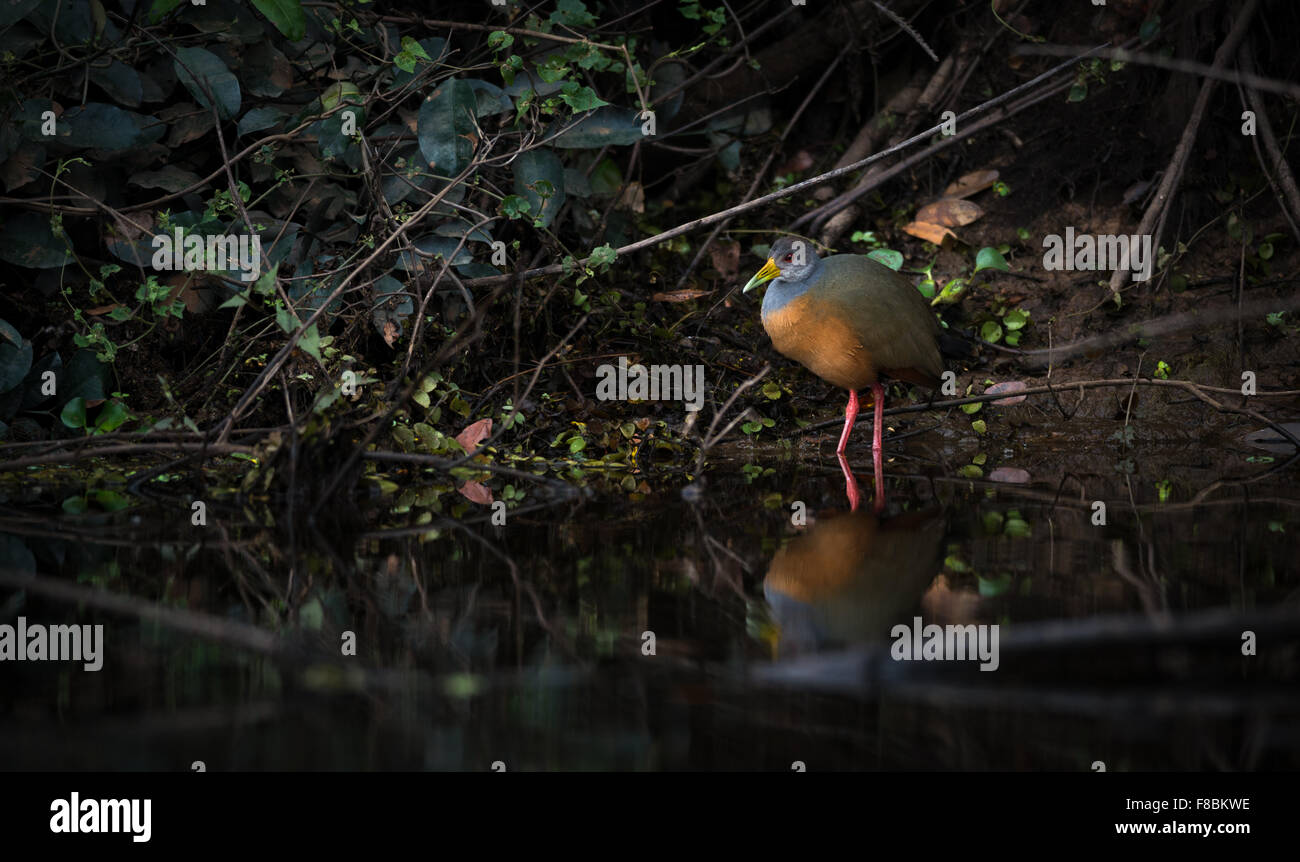 Gray-necked Wood-rail at water's edge in the Pantanal Stock Photo