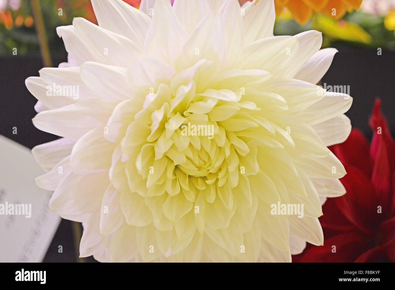 Flower Art Stock Photo