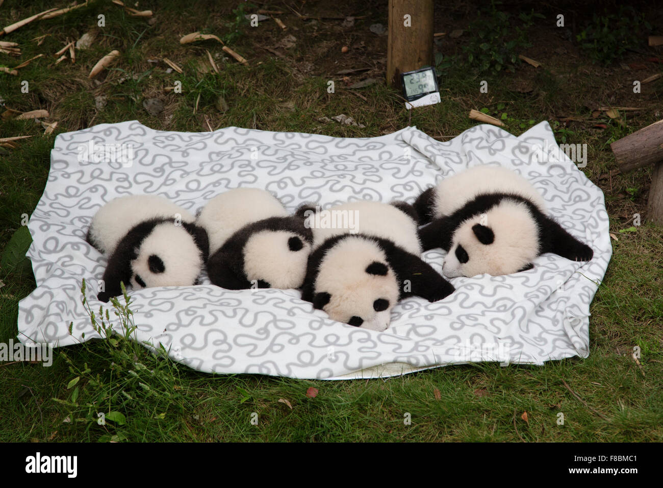 Baby Pandas  Chengdu Panda Breeding Centre Sichuan Province China MA003055 Stock Photo