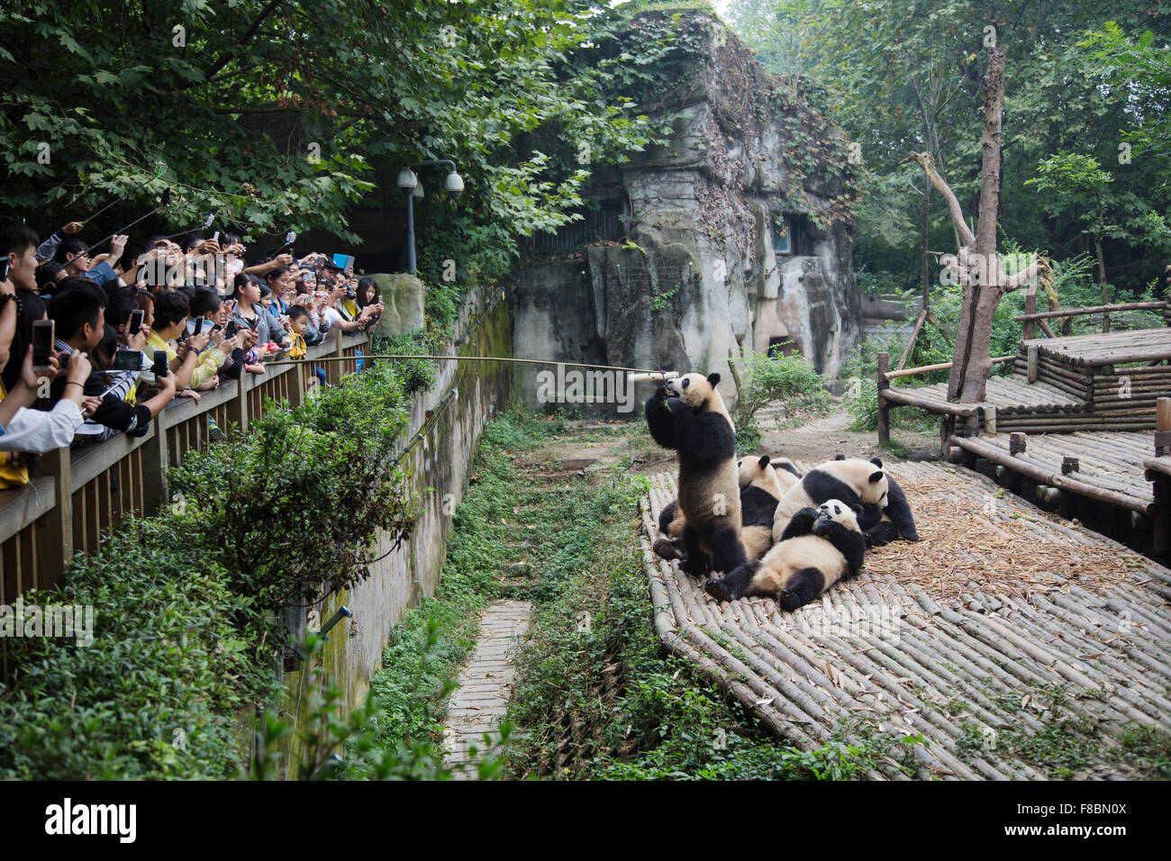 Tourists watching Pandas being fed Chengdu Panda Breeding Centre