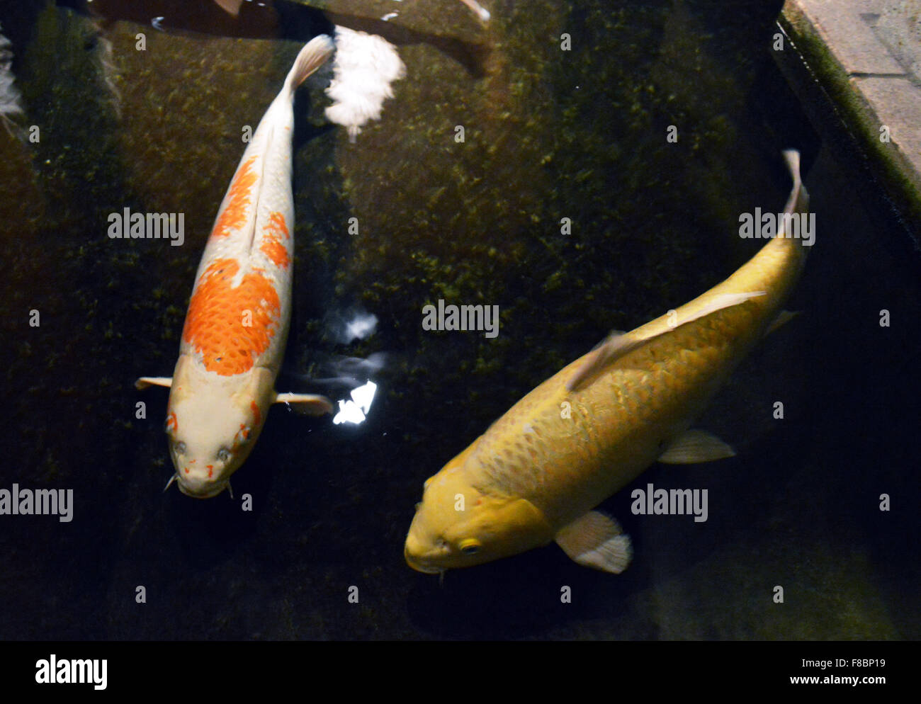 Japanese carp Stock Photo