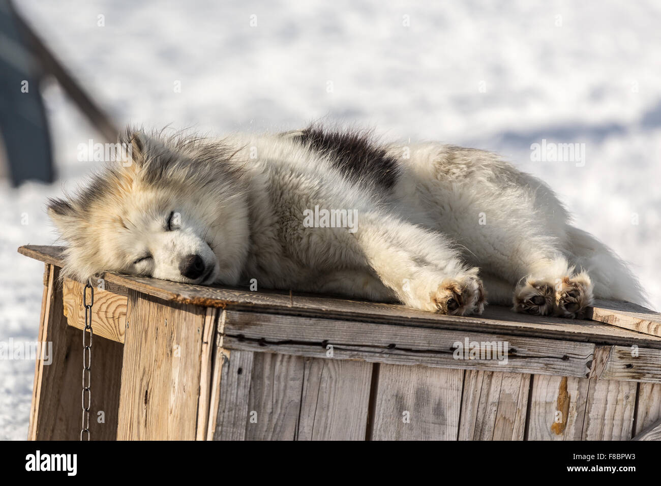 Sledding dog, Ilulissat Greenland 2015 Stock Photo