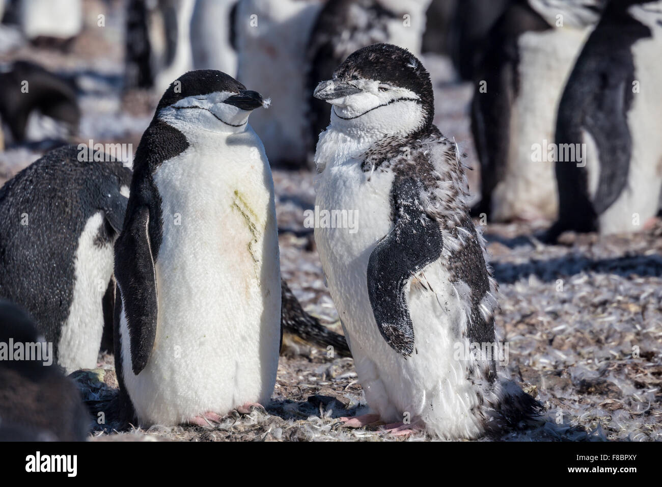 Chinstrap penguins, Half Moon island, Antarctica Stock Photo
