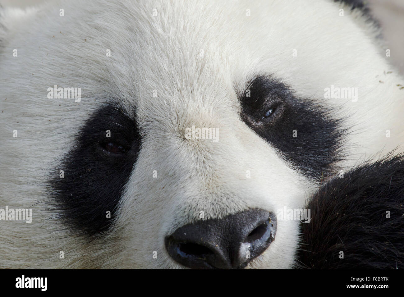 Panda close up Chengdu Panda Breeding Centre Sichuan Province China MA003082 Stock Photo