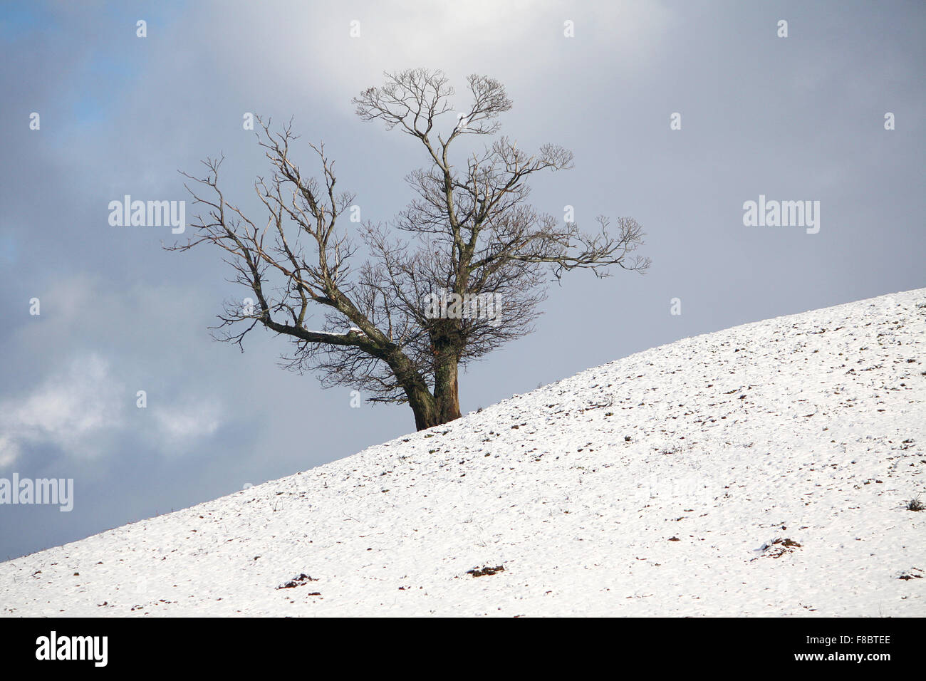 Lonely tree on the edge of a snowy hill Stock Photo - Alamy