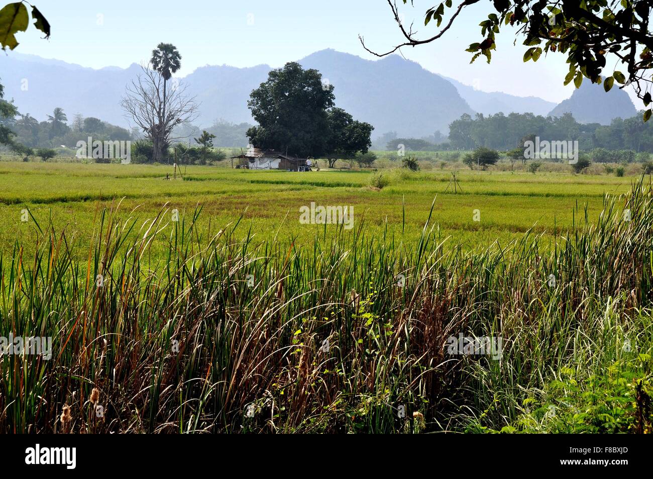 Kanchanaburi, Thailand:  Vista over farmland fields of sugar cane and rice to distant mountains Stock Photo