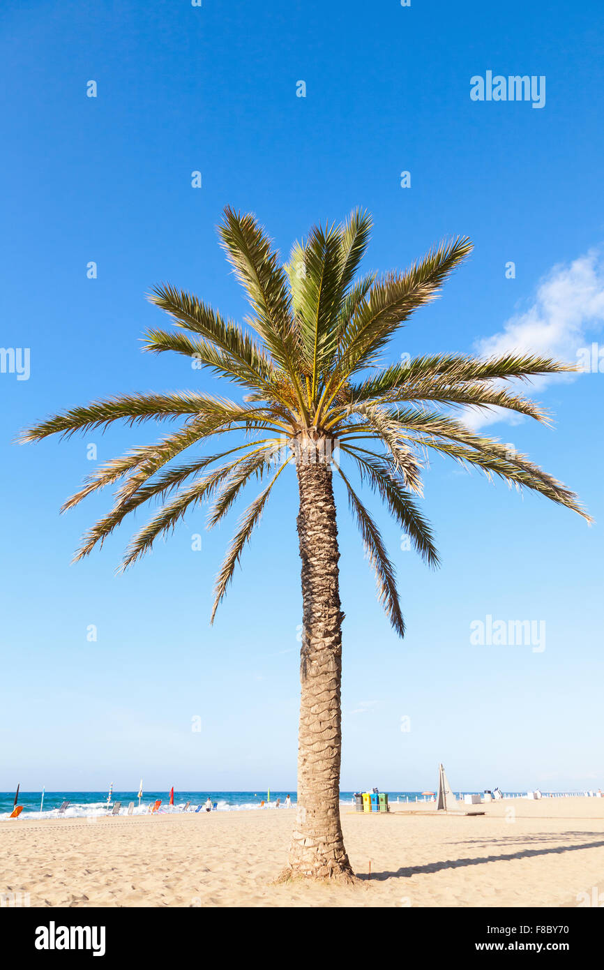 Palm tree grow on sandy beach in Spain Stock Photo Alamy