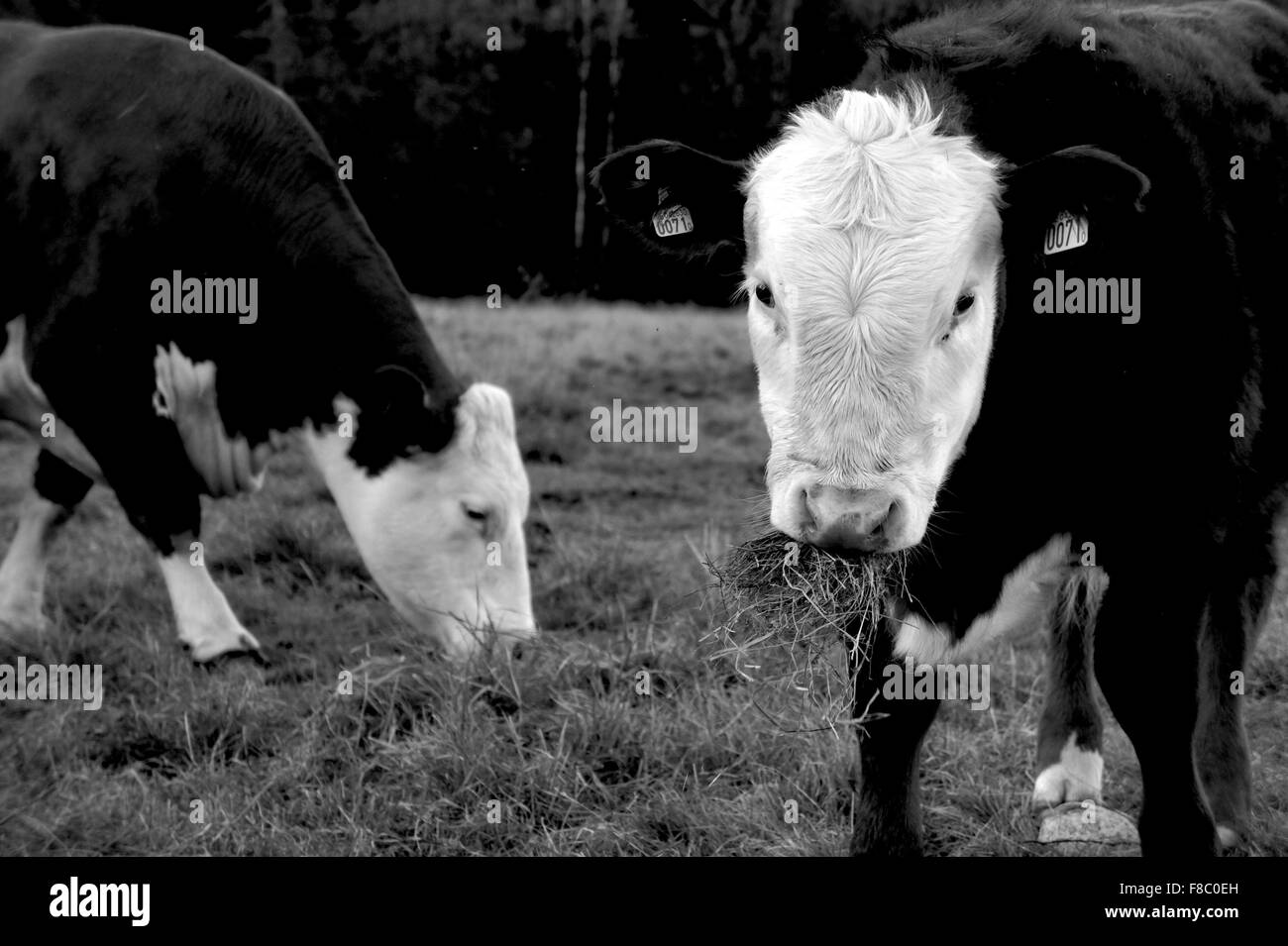 Black White Cattle Cows High Resolution Stock Photography and Images ...
