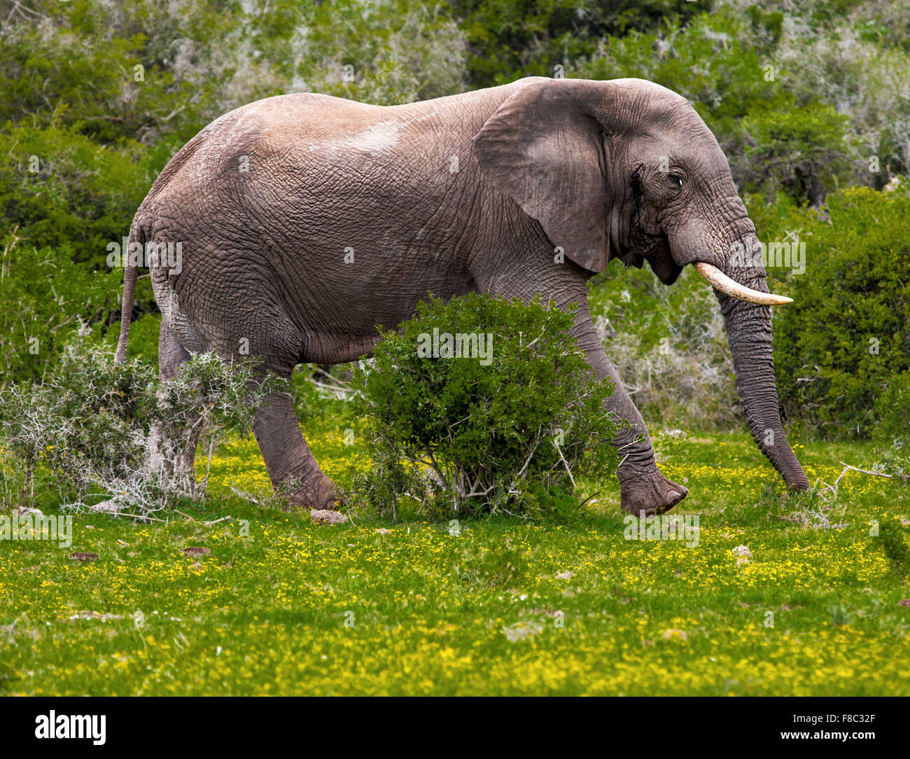Elephant bull walking on the road in a safari park in South Africa