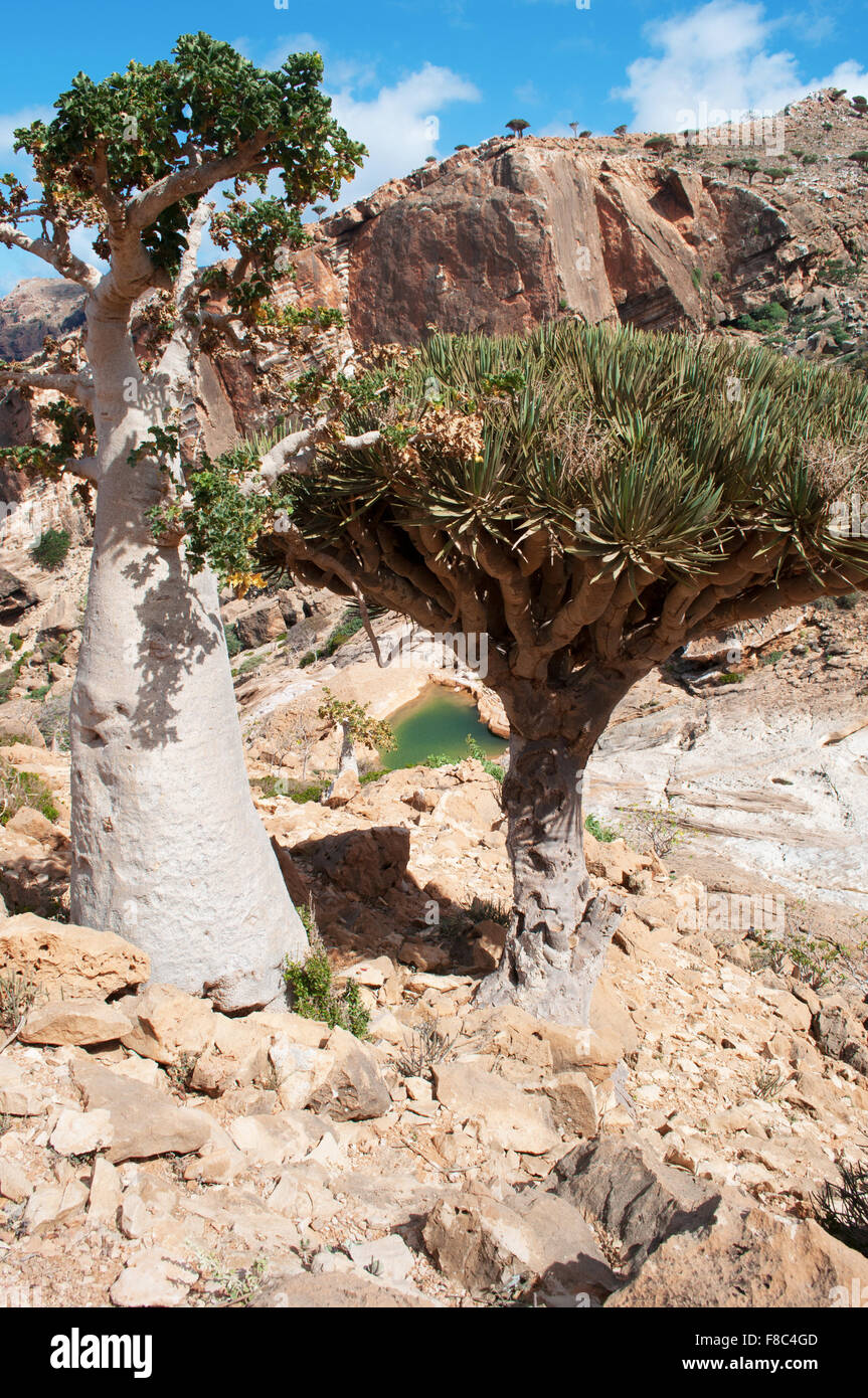 Socotra Island Yemen Middle East Dragon Blood Trees In The Protected Area Of Homhil Plateau Gulf Of Aden Arabian Sea Unique Biodiversity Stock Photo Alamy Socotra Island Yemen Middle East Dragon Blood Trees In The Protected Area Of Homhil Plateau Gulf Of Aden Arabian Sea Unique Biodiversity Stock Photo Alamy
