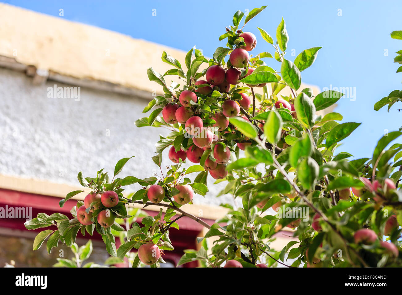 Flora of india hi-res stock photography and images - Alamy