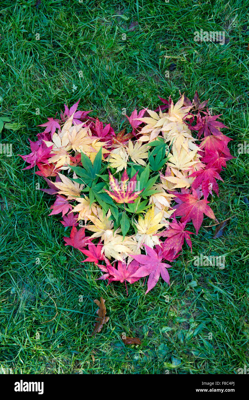 Acer leaves. Japanese Maple leaves changing colour in autumn in heart shape Stock Photo