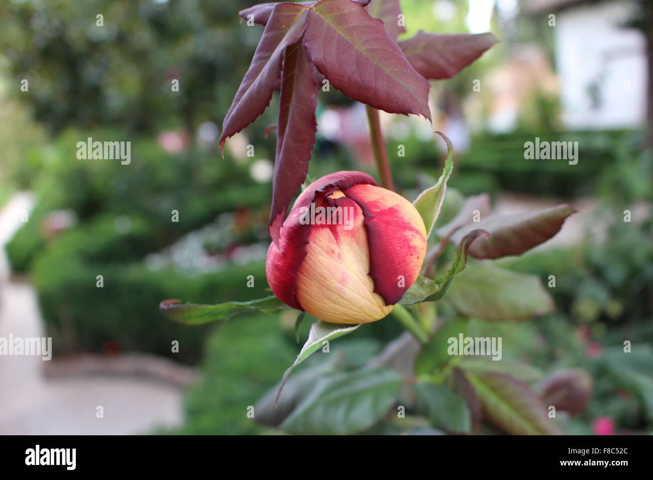 Close up of rosebud hires stock photography and images Alamy