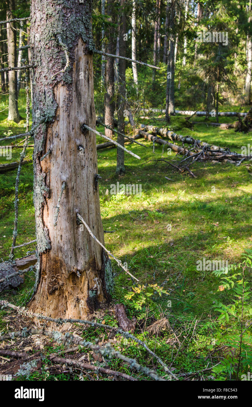 Damaged wood pest tree in the forest, close-up Stock Photo