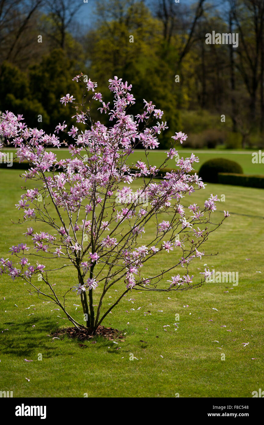 Magnolia tree in full bloom hi-res stock photography and images - Alamy