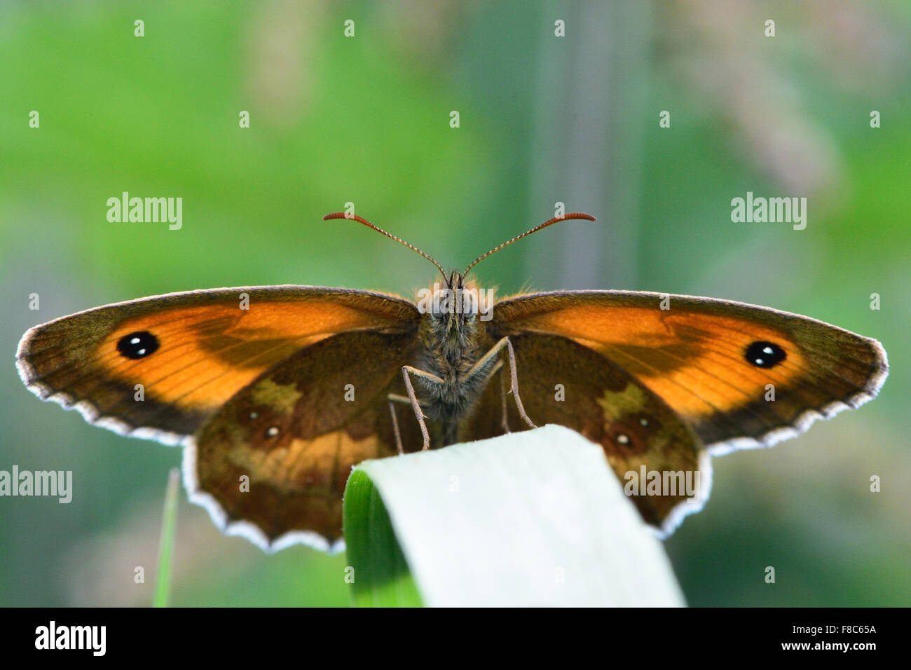 Gatekeeper (Pyronia tithonus) butterfly with underside visible (male) Stock Photo