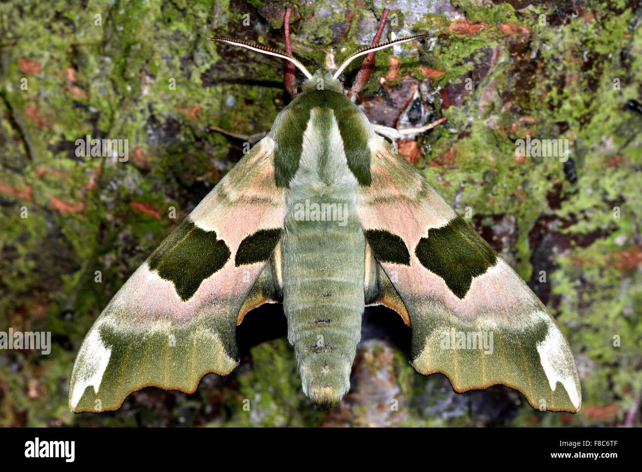 Lime hawk-moth (Mimas tiliae) at rest on lichen and algae covered bark Stock Photo