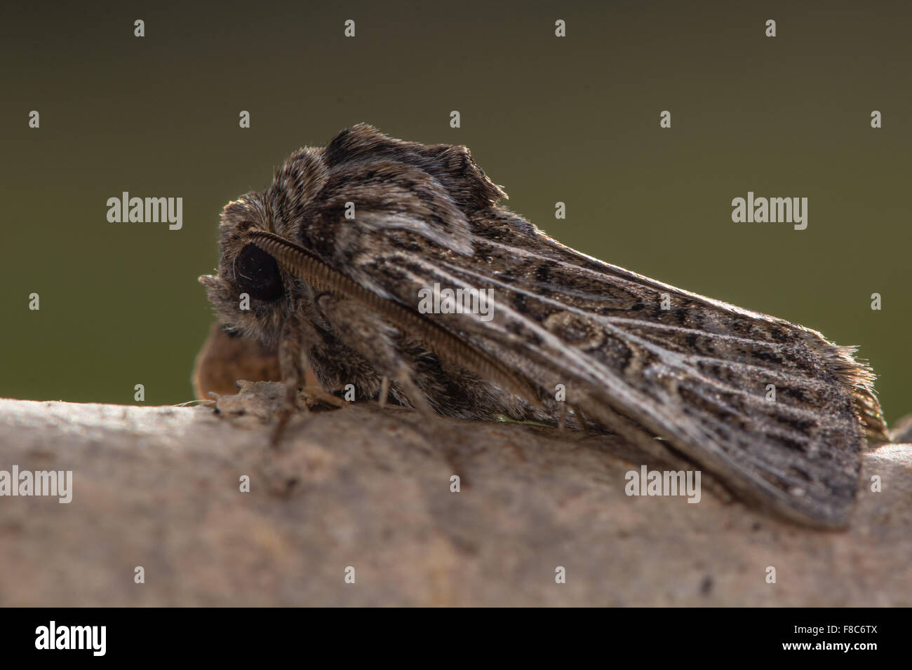 Feathered gothic moth (Tholera decimalis) Stock Photo