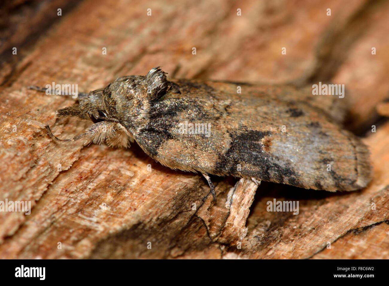 Oak nycteoline moth (Nycteola revayana) Stock Photo