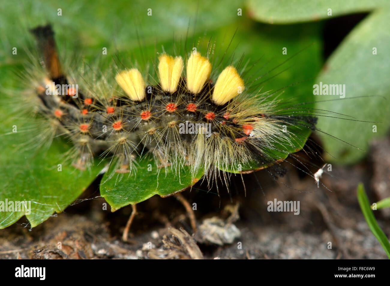 Vapourer moth (Orgyia antiqua) caterpillar, fully grown and ready to pupate Stock Photo