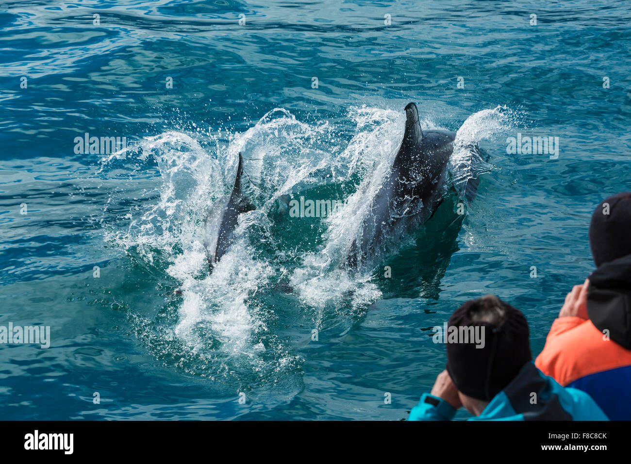Leaping dolphins in the sea to photograph the people from the boat. Iceland Stock Photo