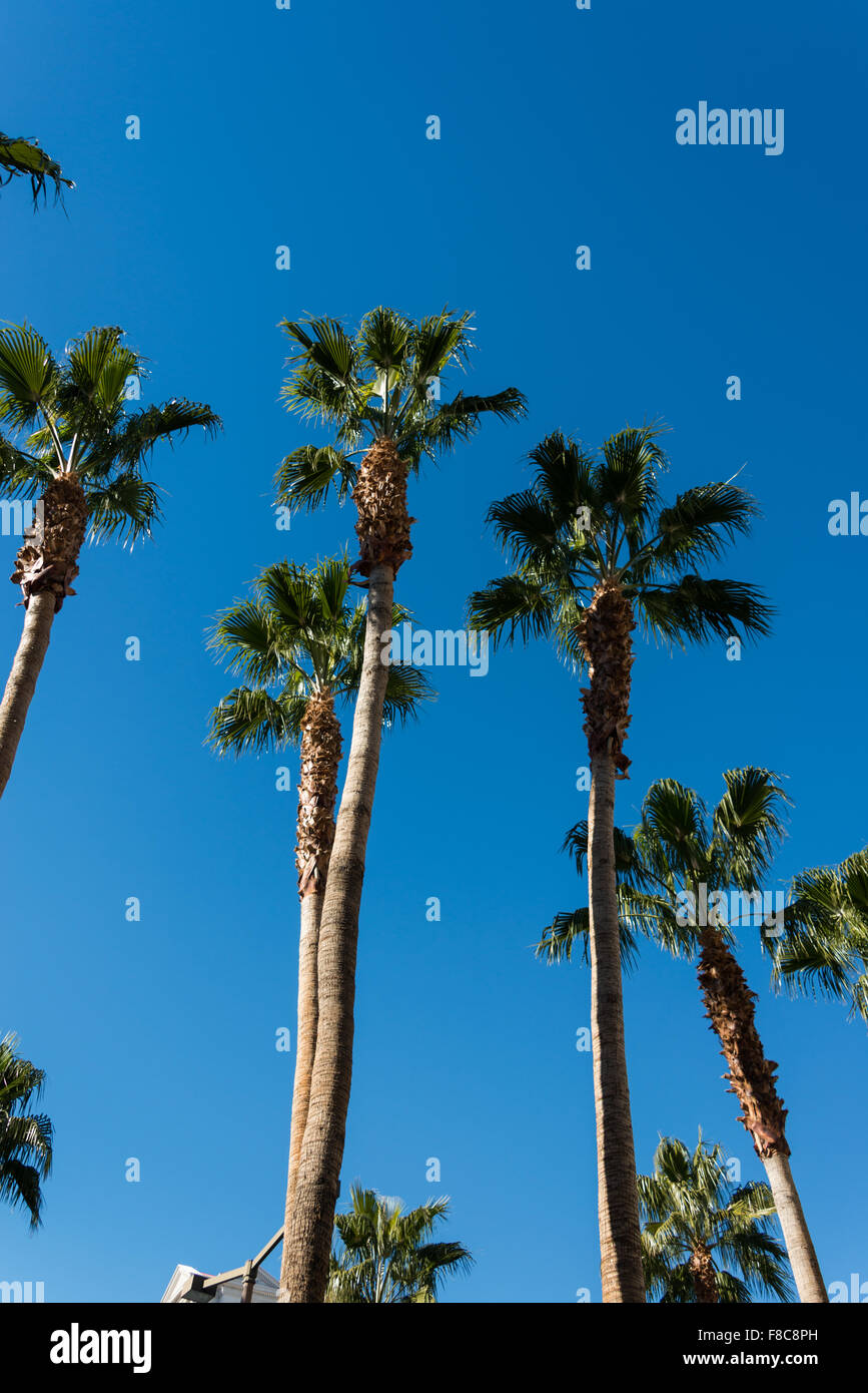 Palms trees on the beach during bright day Stock Photo - Alamy