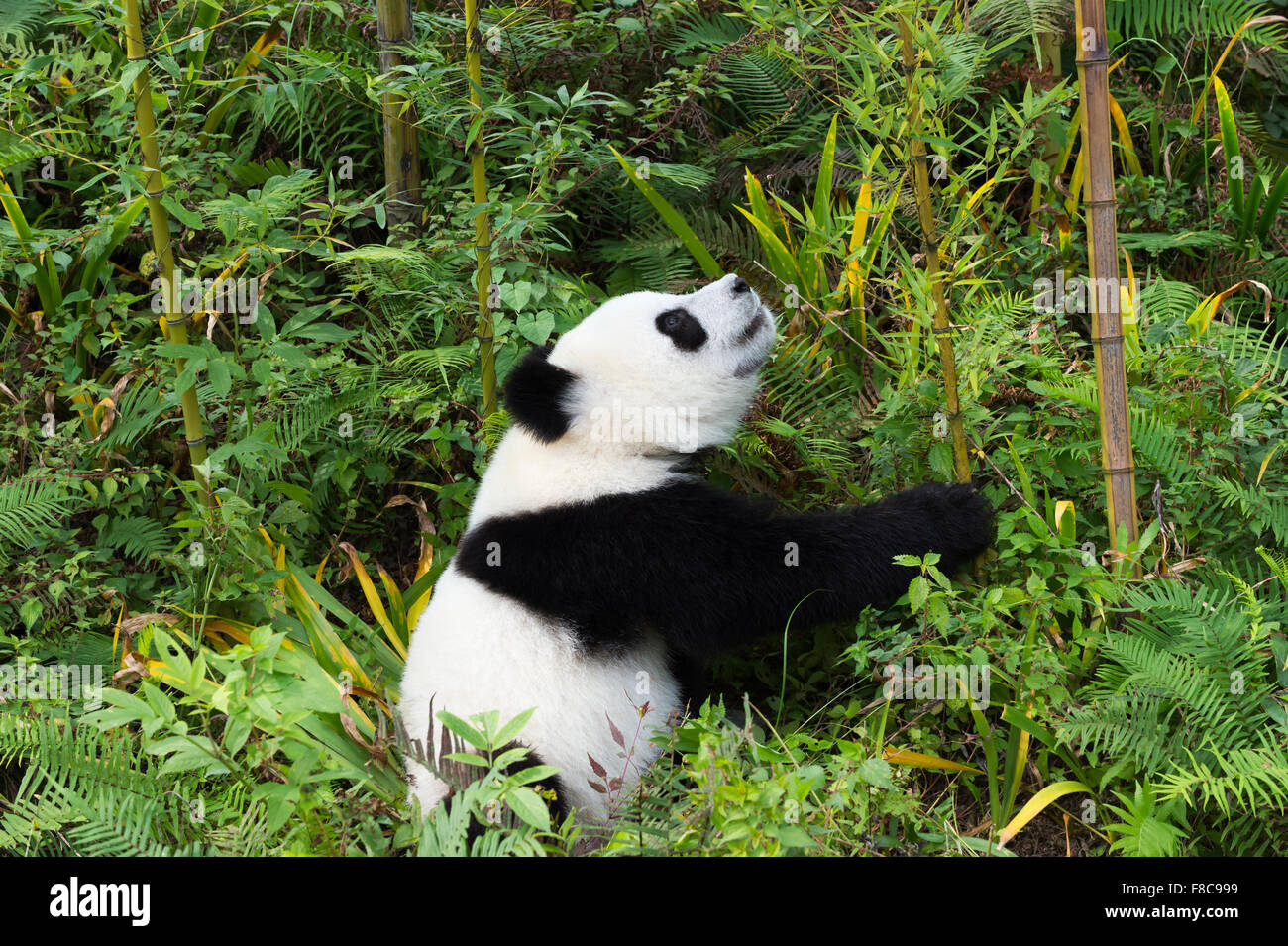 Two years aged young giant Panda (Ailuropoda melanoleuca), China Conservation and Research Centre for the Giant Pandas, Chengdu, Stock Photo