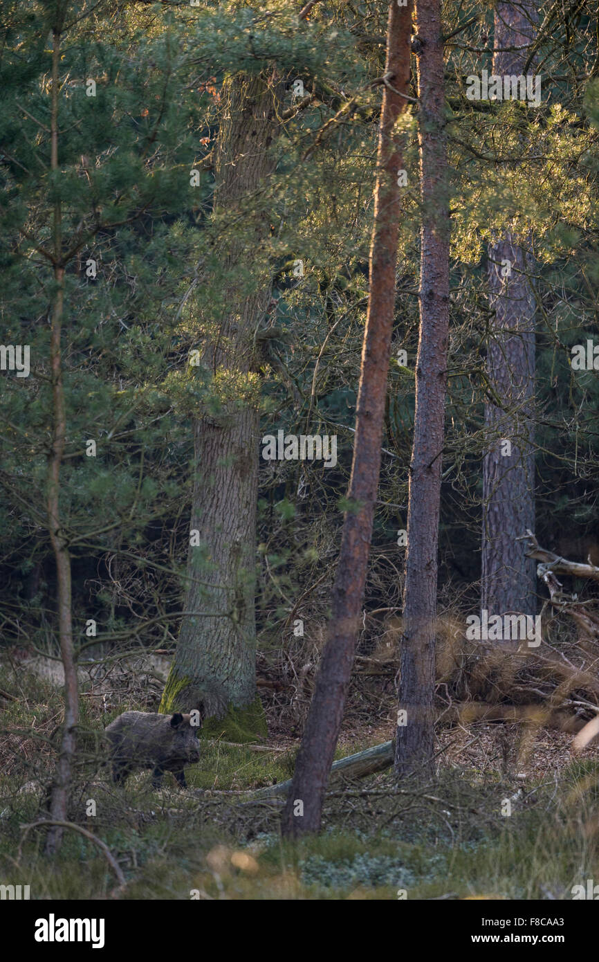 Wild boar / Wild hog / Feral pig / Wildschwein ( Sus scrofa ) in safe distance in its natural habitat. Stock Photo