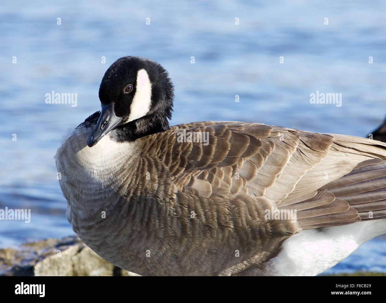 Beautiful photo of a Canada goose near the lake Stock Photo - Alamy