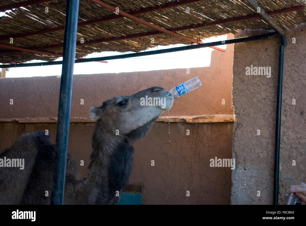Camel drinking from a plastic water bottle under a thatched roof in an adobe stall Stock Photo