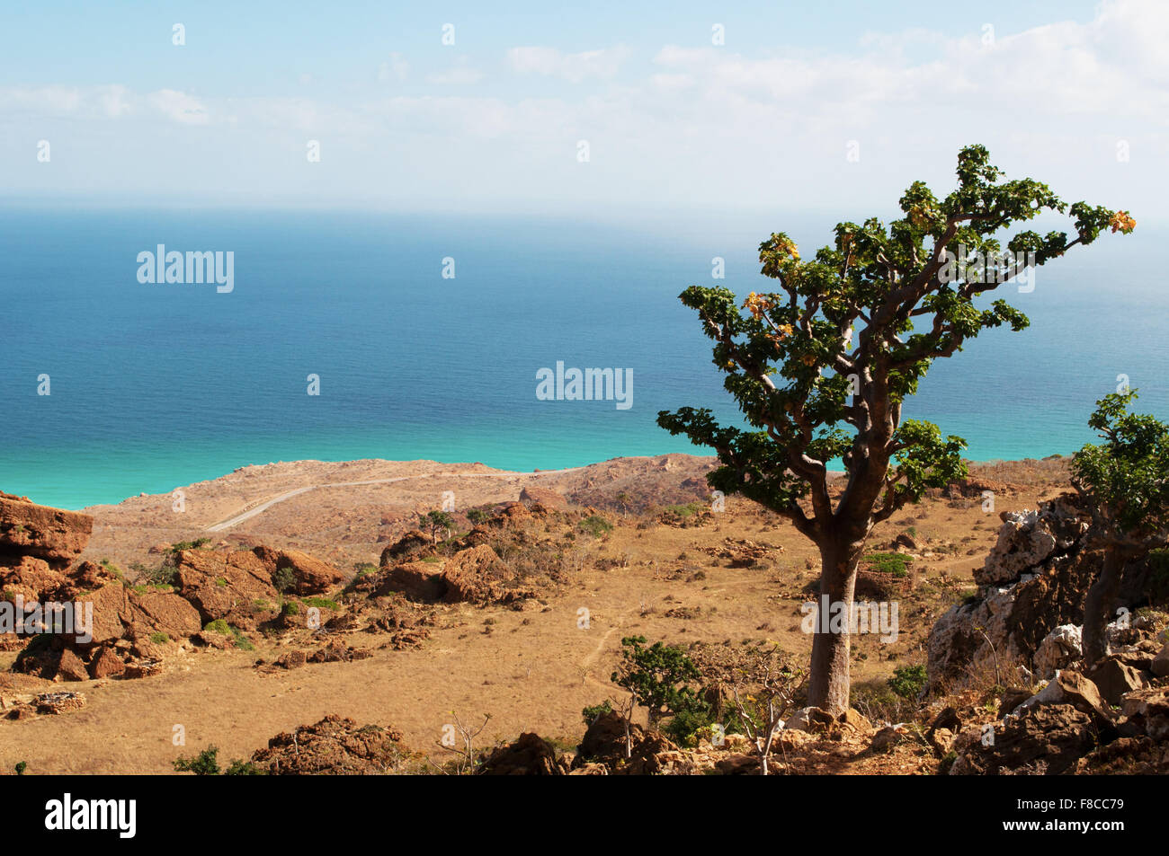 Socotra, Island, Yemen, Middle East: panoramic view of the Arabian Sea from the protected area of Homhil Plateau, unique biodiversity, endemic trees Stock Photo