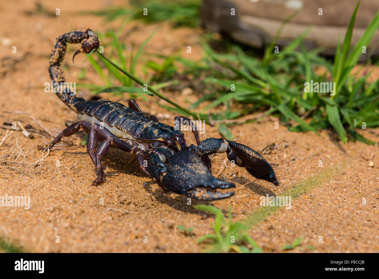 Giant black scorpion hi-res stock photography and images - Alamy