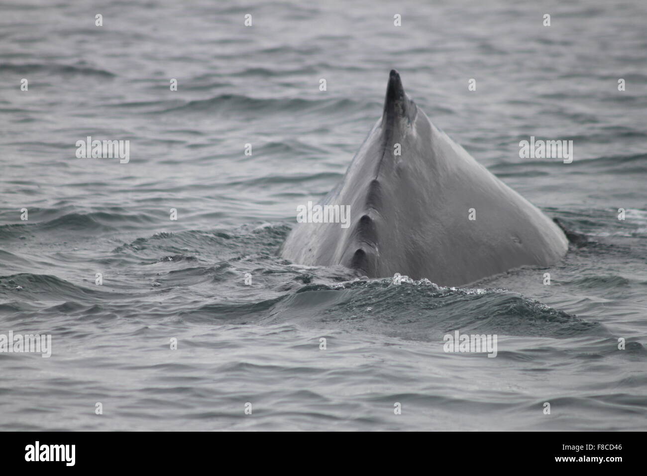 Humpback Whale Diving in Skjalfandi Bay Husavik Northeast Iceland ...