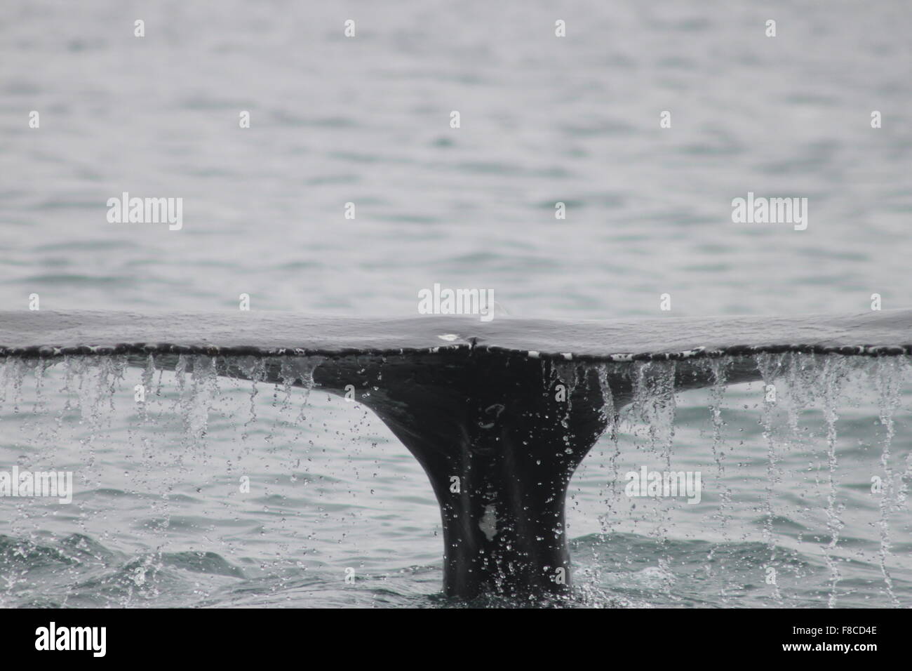 Dripping Humpback Whale Tail in Skjalfandi Bay Husavik Northeast ...