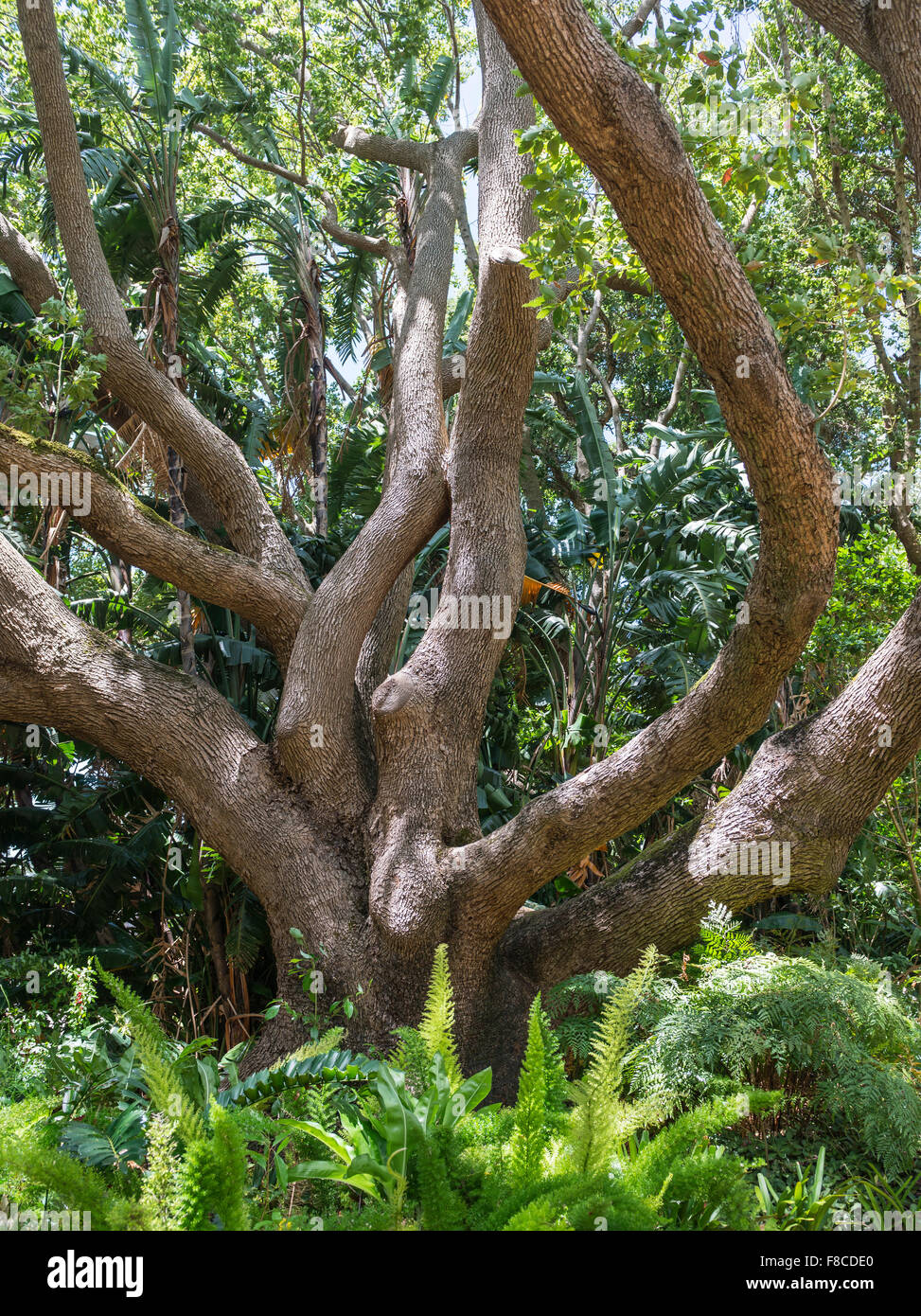 Camphor tree Stock Photo