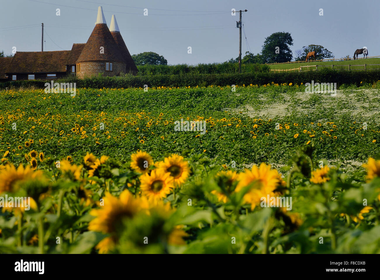 Sunflower field and Oast House near Lamberhurst. Kent. England. UK