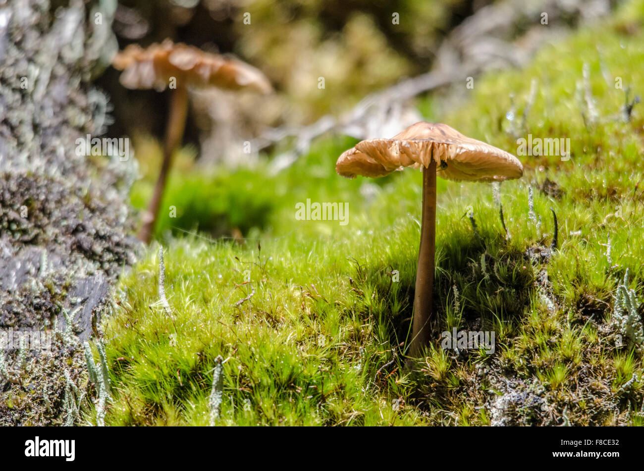 Mushroom growing in a bed of moss in the cloud forests of the Yanacocha Reserve near Quito, Ecuador. Stock Photo