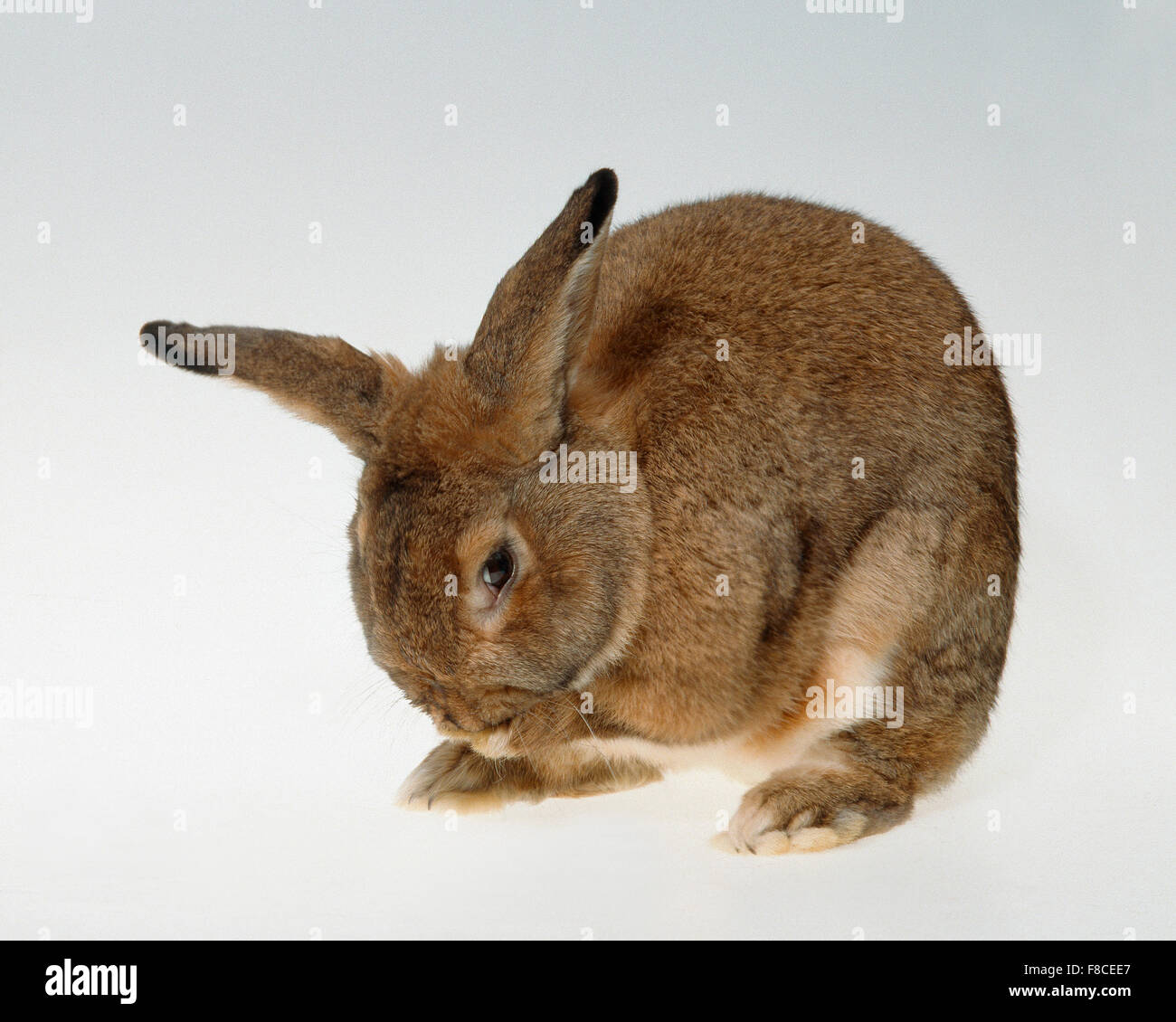 rabbit on a neutral background Stock Photo