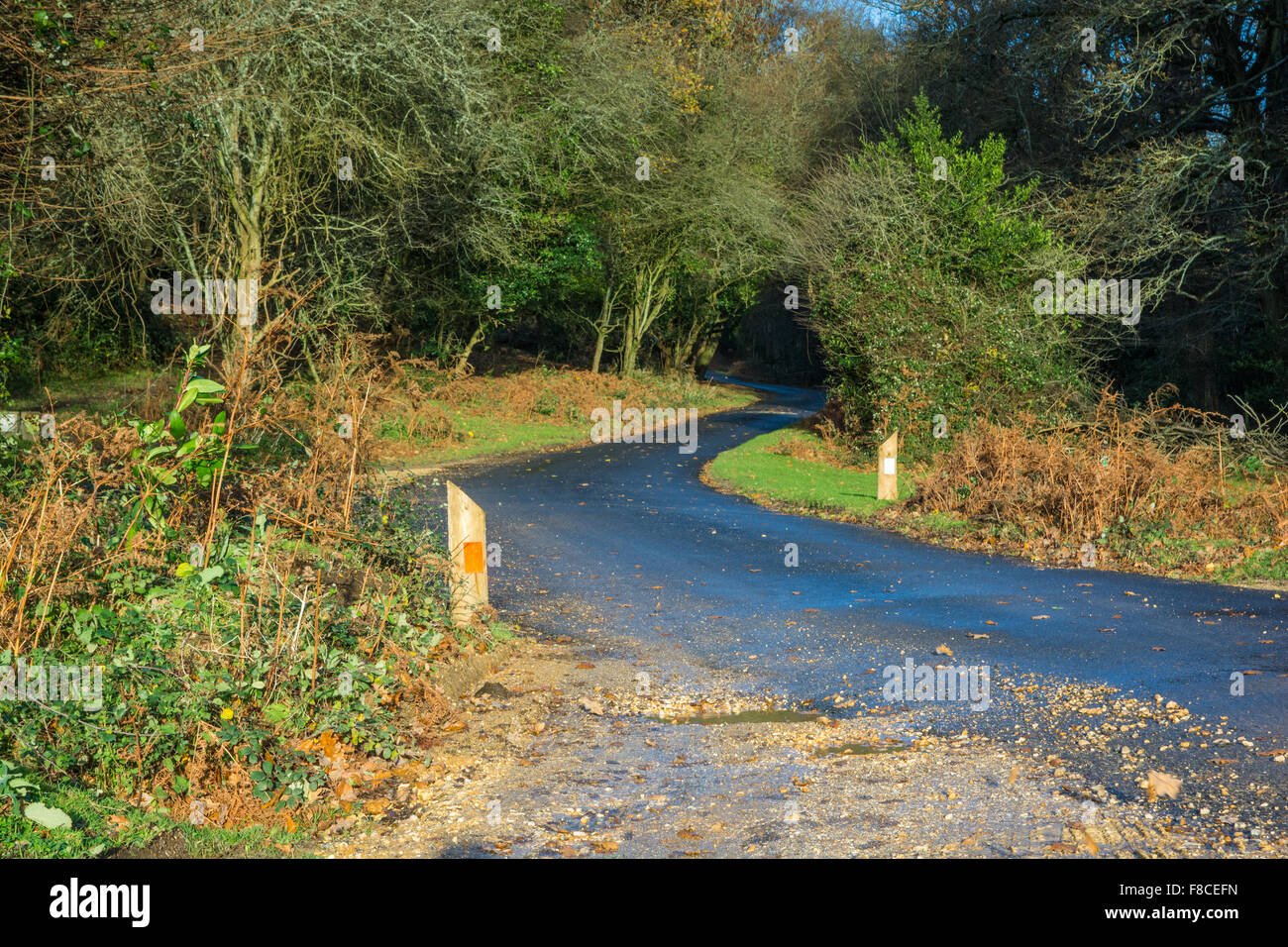 Narrow winding country road in the New Forest, Hampshire, bathed in winter sunshine. Stock Photo