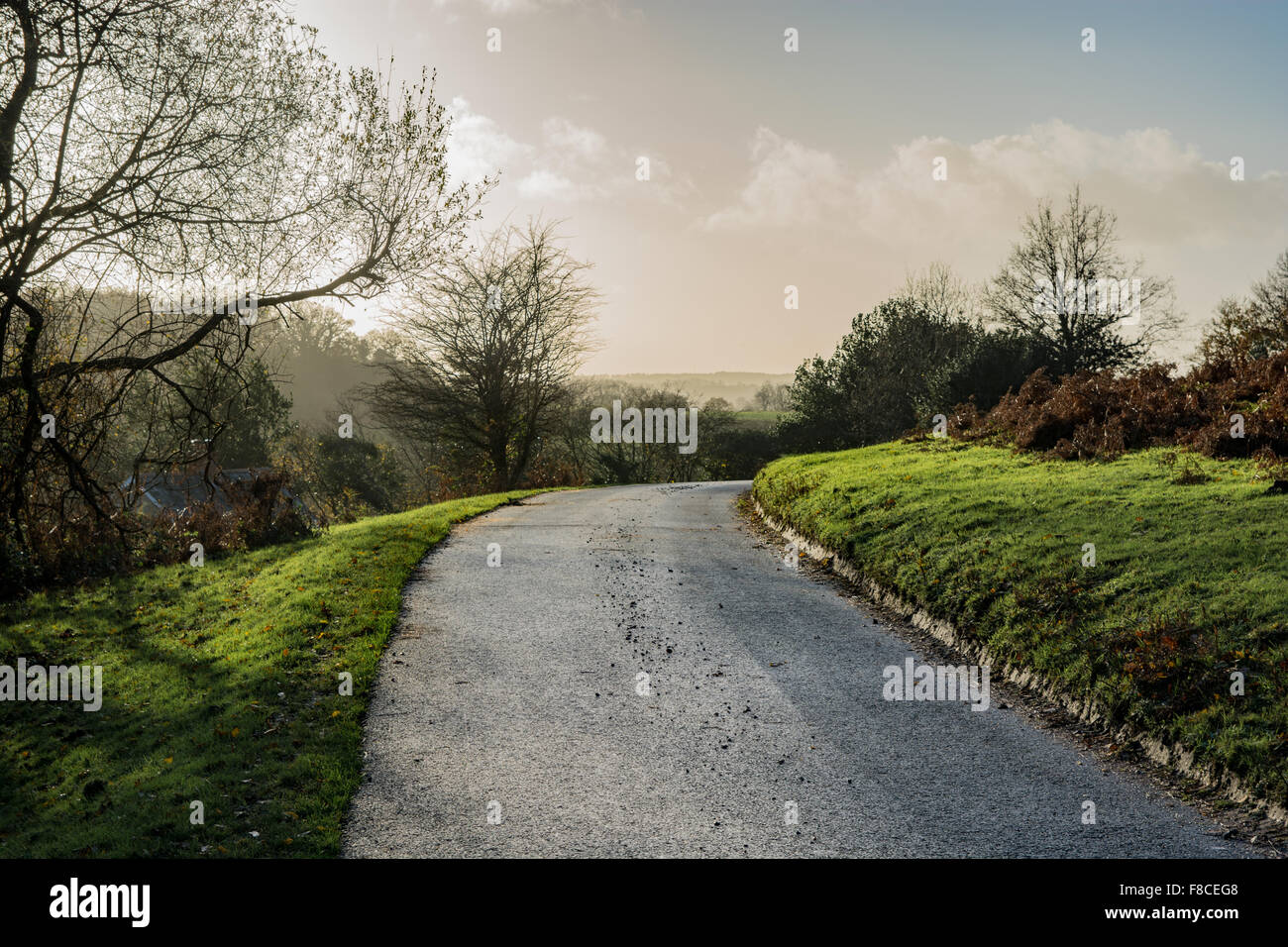 Narrow winding country road in the New Forest, Hampshire, bathed in winter sunshine. Stock Photo