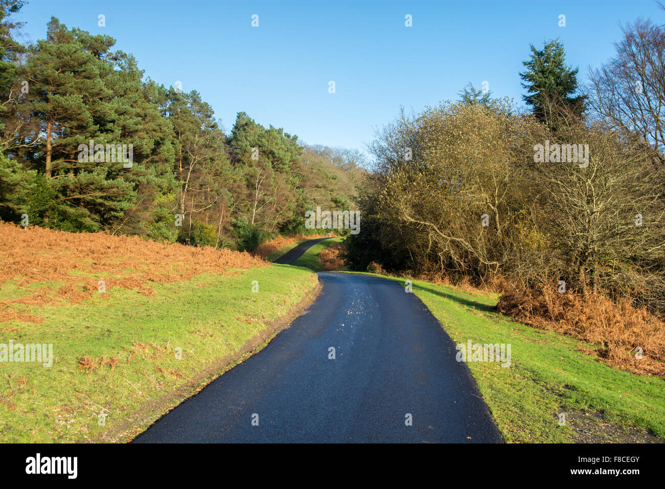 Narrow forest road hi-res stock photography and images - Alamy
