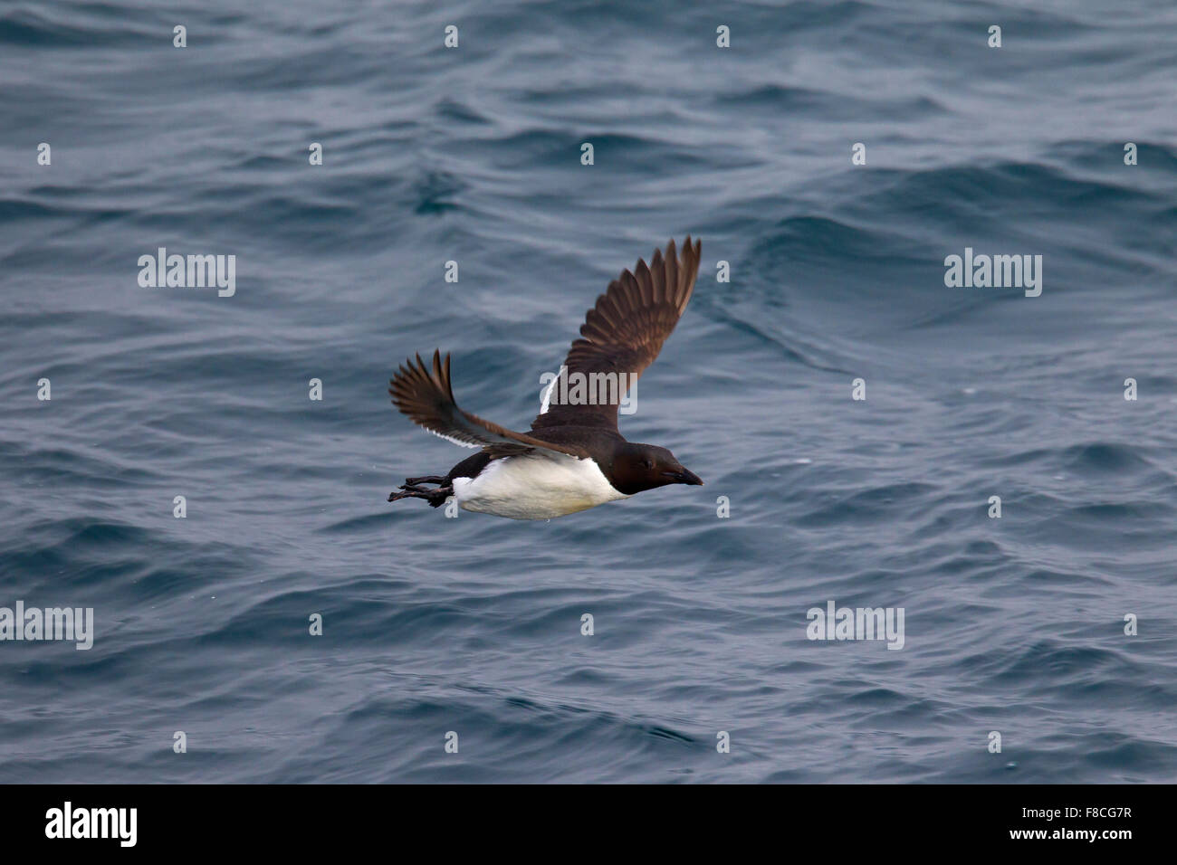 Thick-billed murre / Brünnich's guillemot (Uria lomvia) in flight above sea water, native to the Northern Hemisphere Stock Photo