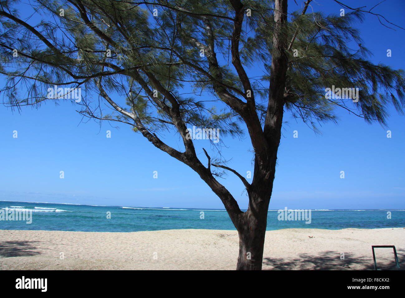 The tree in the wind. Casuarina in the wind Stock Photo