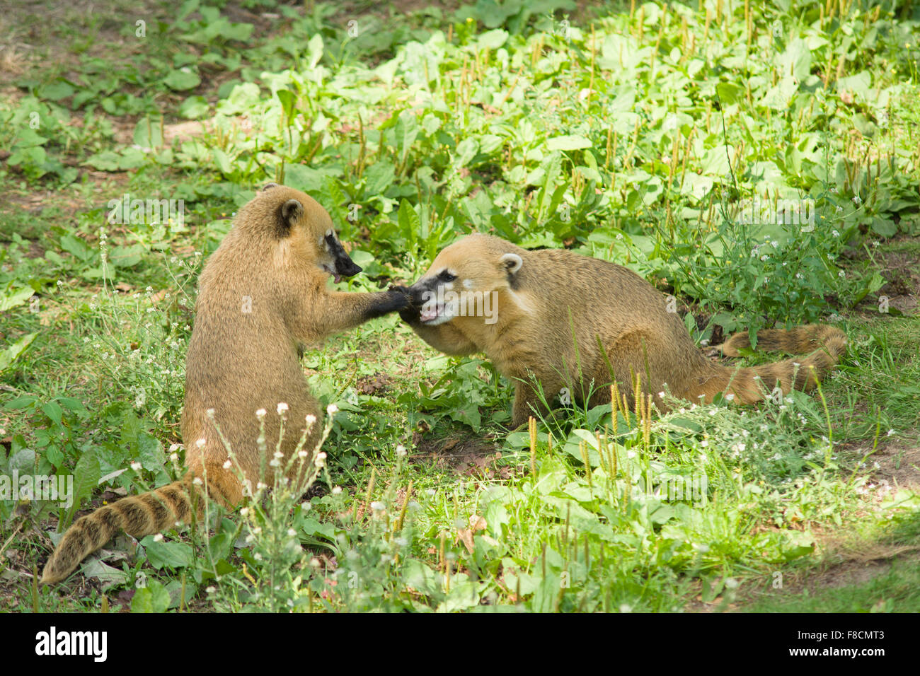 Two raccoon hi-res stock photography and images - Alamy