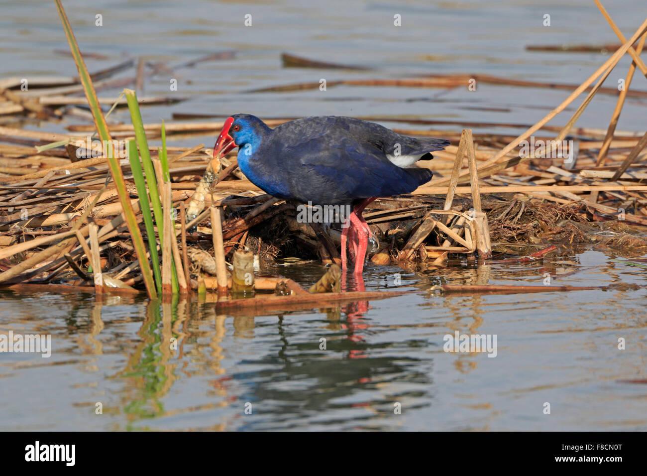 Purple Swamp-hen with food in its beak in Portugal in the winter Stock Photo