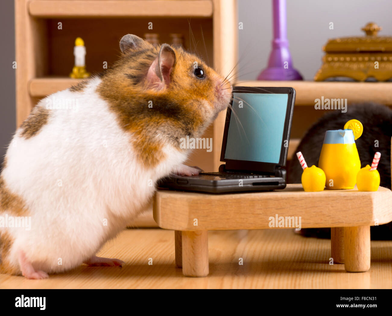 Business hamster check your E'mail on a laptop Stock Photo