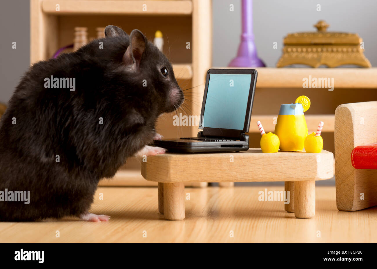 Business Hamster Check Your E Mail On A Laptop Stock Photo Alamy