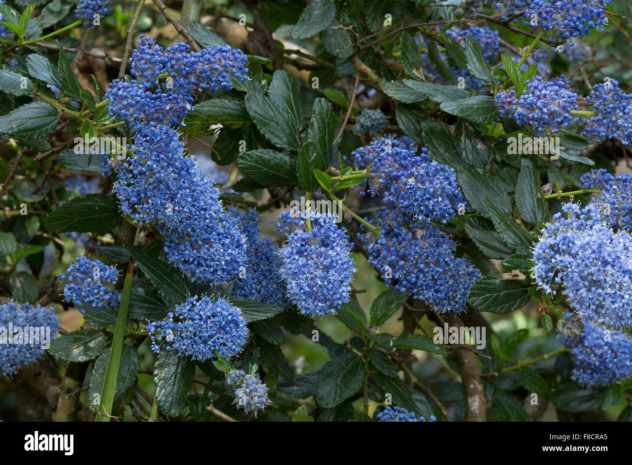 Creeping blue blossom, Ceanothus thyrsiflorus var repens in flower. From North California. Stock Photo