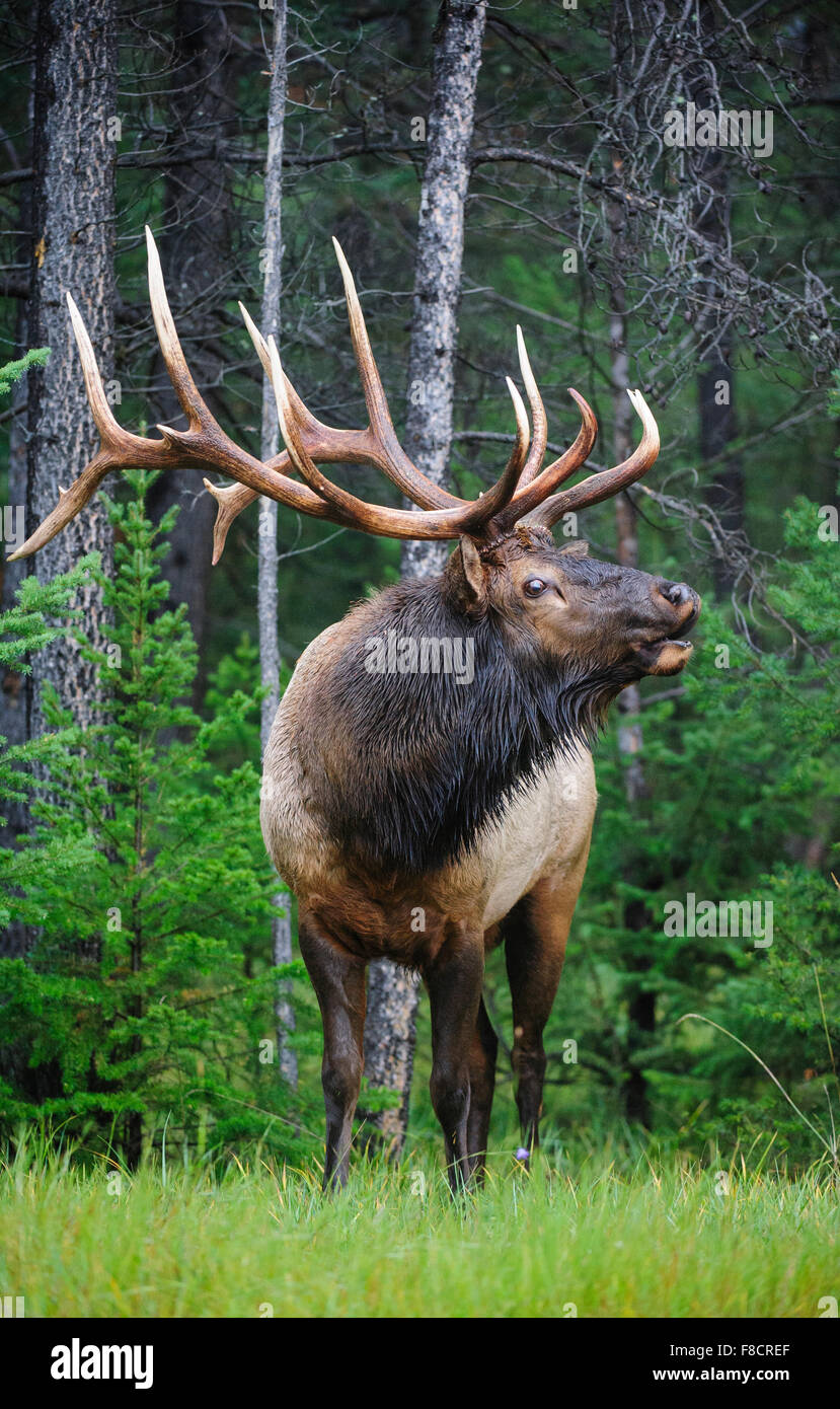 Bugling Bull Elk (Cervus elaphus canadensis), Rocky Mountains Stock Photo Alamy